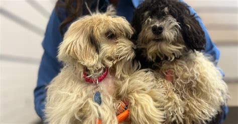 22 dogs seized from Andover rescue organization in investigation into dead dogs found in Cottage Grove